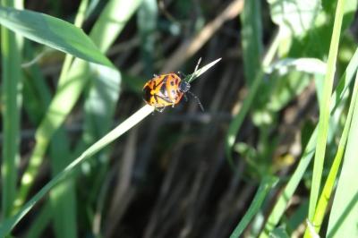 <i>Eurydema ornata</i>