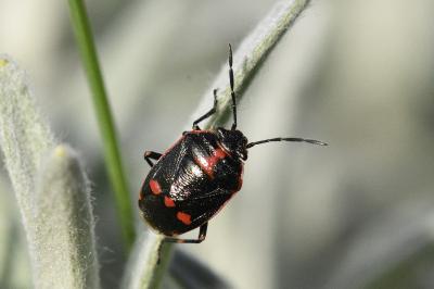 <i>Eurydema oleracea</i>