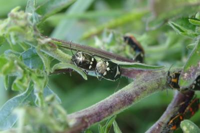 <i>Eurydema oleracea</i>