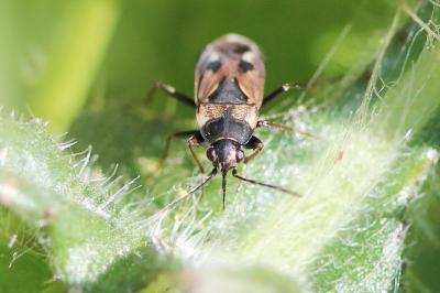 <i>Rhyparochromus vulgaris</i>