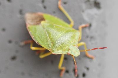 <i>Palomena prasina</i>
