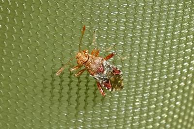 <i>Rhopalus subrufus</i>