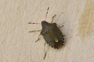 <i>Peribalus strictus vernalis</i>
