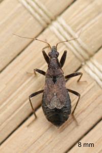 <i>Himacerus mirmicoides</i>
