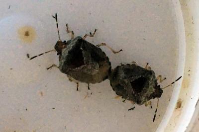 Stagonomus venustissimus