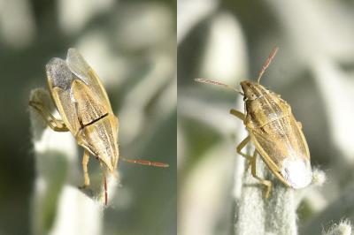 <i>Aelia acuminata</i>