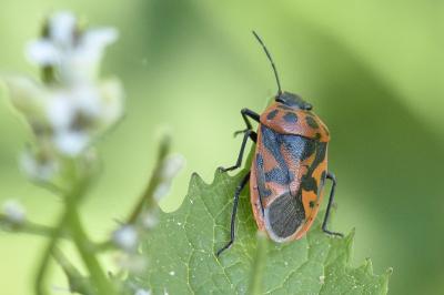Eurydema ornata