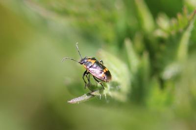 Eurydema oleracea