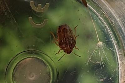 <i>Neottiglossa leporina</i>