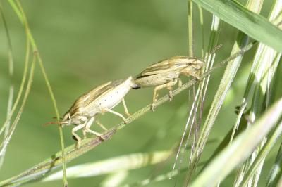 <i>Aelia acuminata</i>