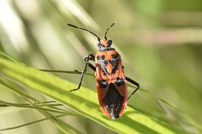 <i>Corizus hyoscyami hyoscyami</i>