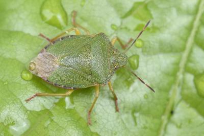 <i>Palomena prasina</i>