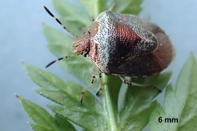 <i>Stagonomus venustissimus</i>