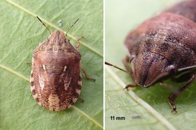 <i>Eurygaster</i>
