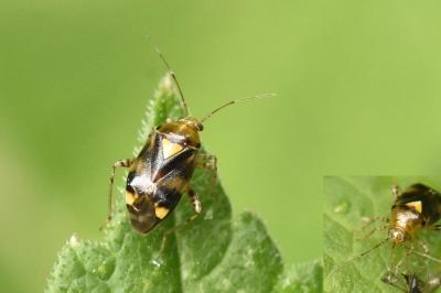 Liocoris tripustulatus