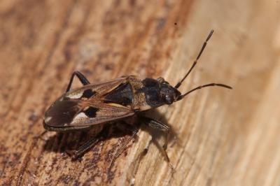 Rhyparochromus vulgaris