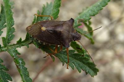 Pentatoma rufipes