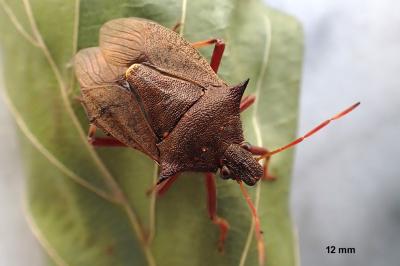 Picromerus bidens