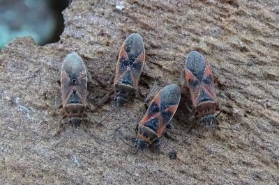 Arocatus longiceps