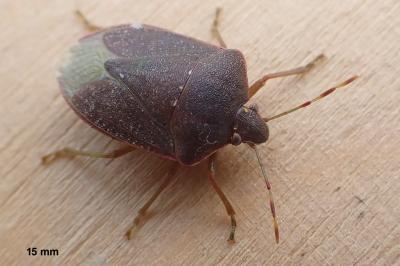 Nezara viridula