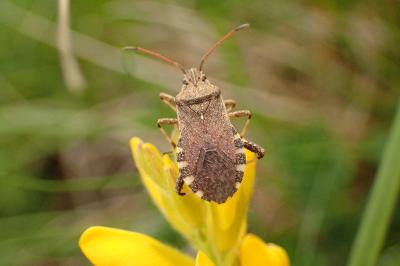 Ceraleptus gracilicornis