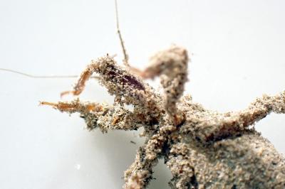 Reduvius personatus