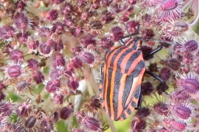 Graphosoma italicum italicum