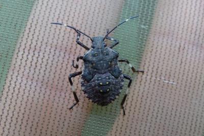 Halyomorpha halys