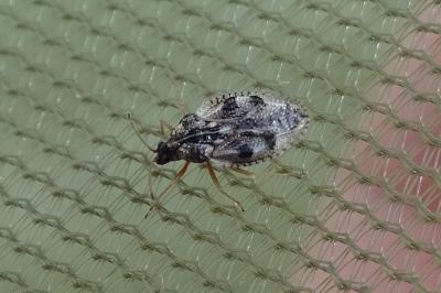 Dictyla humuli