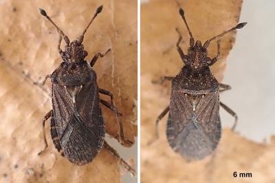 Bathysolen nubilus