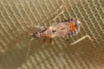 Himacerus mirmicoides