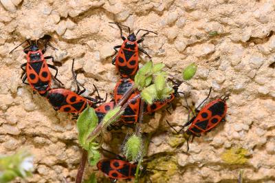 Pyrrhocoris apterus