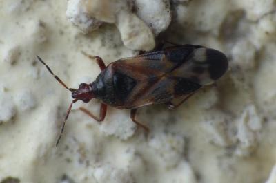 Anthocoris nemoralis