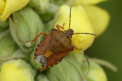 Carpocoris purpureipennis