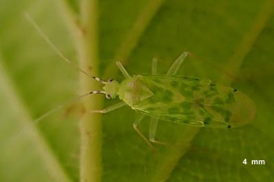 Malacocoris chlorizans