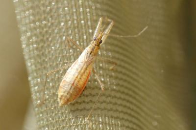 Nabis limbatus