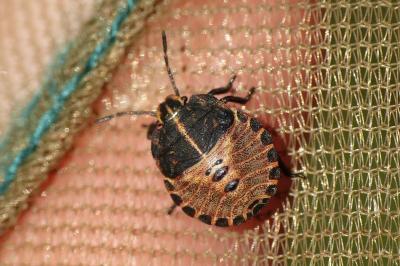 Graphosoma italicum italicum