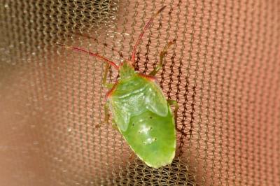 Acanthosoma haemorrhoidale