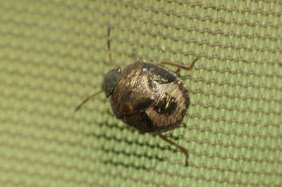 Peribalus strictus vernalis