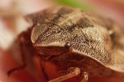 Eurygaster testudinaria