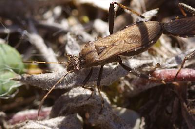 Alydus calcaratus
