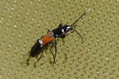 Pterotmetus staphyliniformis