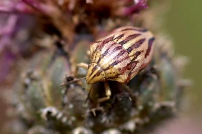 Odontotarsus purpureolineatus