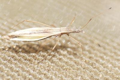 Berytinus clavipes