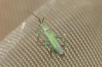 Stenodema calcarata