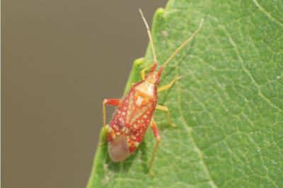 Pseudoloxops coccineus
