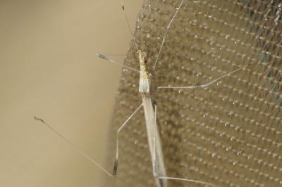 Neides tipularius