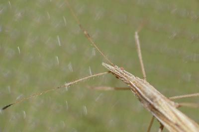 Berytinus hirticornis hirticornis