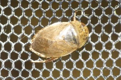 Ilyocoris cimicoides