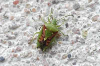 Cyphostethus tristriatus